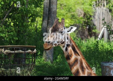 Porträt einer niedlichen Giraffe einsam posiert im natürlichen Hintergrund Stockfoto
