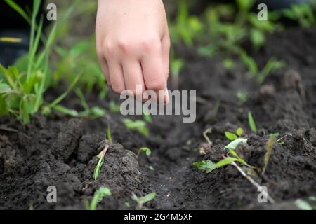Pflanzung von Samen im Frühjahr. Samen in der Hand gegen den Boden in Papiertöpfen, Gießkanne auf Bastelpapier. Töpfe für Sämlinge, Saatbehälter für Home Gardening. Stockfoto