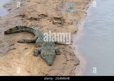 Nilkrokodil (Crocodylus niloticus) auf einer Sandbank in einem Fluss im Kruger National Park, Südafrika mit Kopierraum Stockfoto