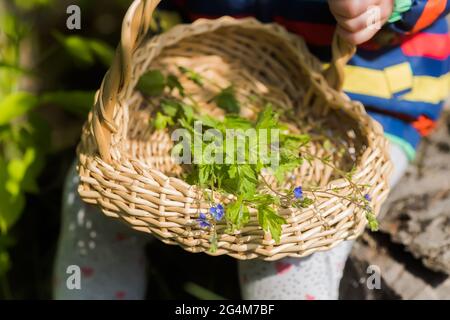 Veronica persica, Vogelauge, oder Winter Speedwell in Weidenkorb an der Sammelstelle der Heilkräuter. Pflanze in der Medizin und Homöopathie verwendet. Stockfoto