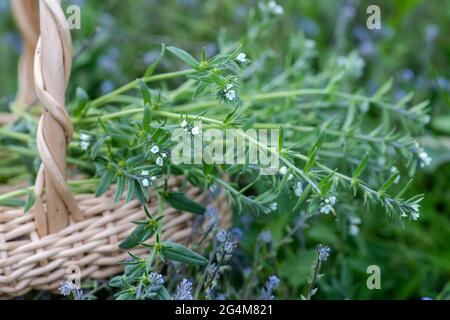 Myosotis stricta, striktes Forget-Me-Not und blaues Skorpiongras, blaue Blüten im Korb mit Blüten derselben Art. Kräuter sammeln im Sommer Stockfoto