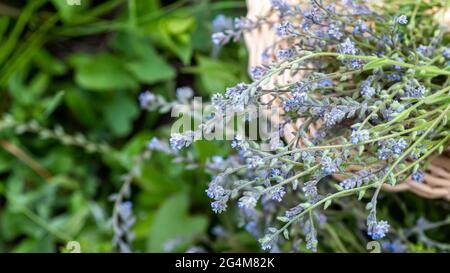 Myosotis stricta, striktes Forget-Me-Not und blaues Skorpiongras, blaue Blüten im Korb mit Blüten derselben Art. Kräuter sammeln im Sommer Stockfoto