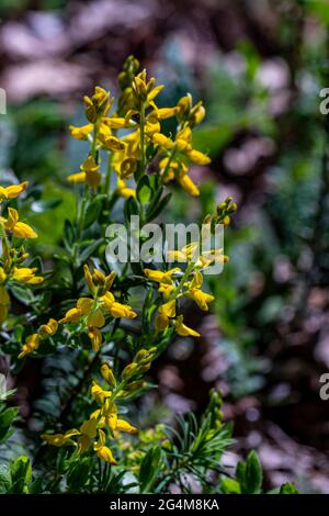 Genista tinctoria Busch wächst auf dem Feld Stockfoto