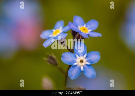 Myosotis blüht im Garten, Makro Stockfoto