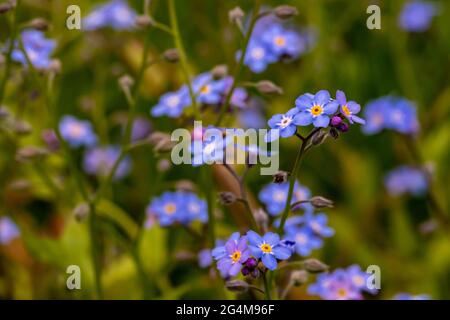 Ein Strauß Myosotis blüht im Garten Stockfoto