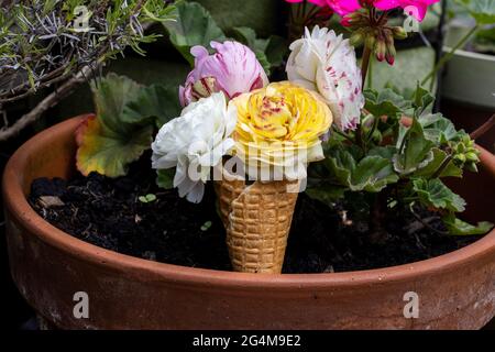 Ein Waffeleis mit Frühlingsblumen im Garten Stockfoto