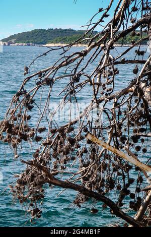 Kroatien. Über der Küste hängen Zweige eines ausgetrockneten Baumes. Im Hintergrund ist die bergige Küstenlandschaft zu sehen. Stockfoto