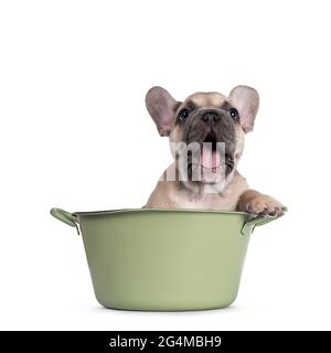 Entzückende Fawn Französisch Bulldog Welpen, sitzt in grünen Eimer. Gähnend, Mund weit geöffnet. Isoliert auf weißem Hintergrund. Stockfoto