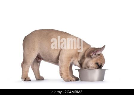 Entzückende Fawn Französisch Bulldog Welpen, stehend Seite Möglichkeiten essen oder trinken aus Metall Schüssel. Isoliert auf weißem Hintergrund. Stockfoto