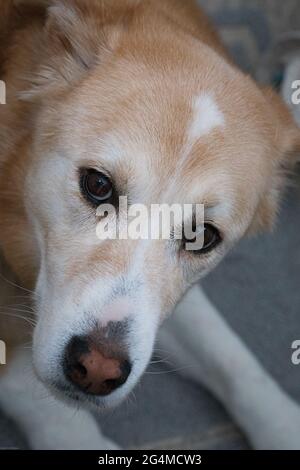 Eine Nahaufnahme eines niedlichen Hundes Stockfoto