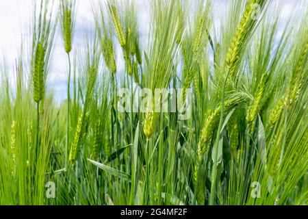 Feld mit Gerste in Hessen Stockfoto