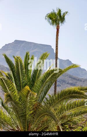 Die Roque del Conde und Palmen von der Plaza de Espana in Adeje, Teneriffa, Kanarische Inseln, Spanien Stockfoto