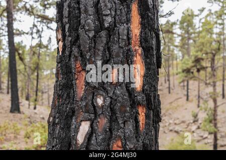 Brandschäden auf pinus canariensis, Kiefer im Wald bei Ifonche, Barranco de Infierno, Adeje, Teneriffa, Kanarische Inseln, Spanien Stockfoto