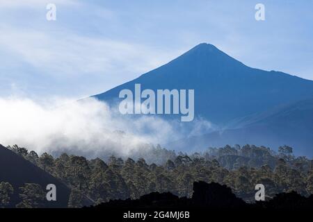 Hinterleuchtete Wolken Rollen durch die Pinienwälder vor dem Teide-Berg im Nationalpark Las Canadas del Teide, Teneriffa, Kanarische Inseln, Spanien Stockfoto