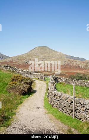 Der alte Mann von Coniston und Dow Crag aus der Nähe von Torver High Common Coniston im Lake District Cumbria England Stockfoto