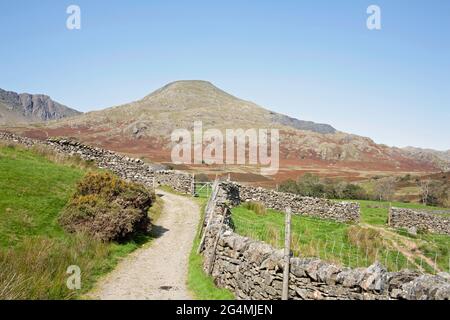 Der alte Mann von Coniston und Dow Crag aus der Nähe von Torver High Common Coniston im Lake District Cumbria England Stockfoto