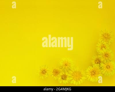 Hintergrund von Blumen, gelbe Dandelions Köpfe. Dandelions auf gelb Stockfoto