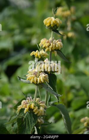 Türkischer Salbei auf einer Blumenplantage Stockfoto