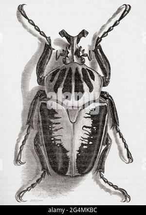 Goliathus regius, der Königliche Goliath-Käfer, eine Käferart der Familie Scarabaeidae. Aus dem Universum oder, das unendlich große und das unendlich kleine, veröffentlicht 1882. Stockfoto