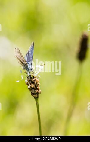 Abgenutztes Männchen gewöhnlicher blauer Schmetterling, der auf dem Kopf der Bandwürze-Kochbananen ruht Stockfoto