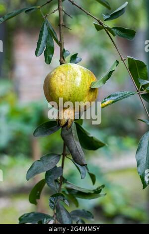 Junge Granatapfelfrüchte, die an den Baum im Inneren eines Hausgartens gehängt wurden Stockfoto