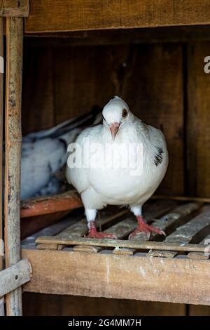 Eine weiße Taube, die in einem Loft vor ihrem Nest steht Stockfoto