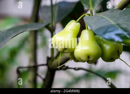 Ein Haufen frischer java-Äpfel oder Wachsapfelfrüchte aus nächster Nähe auf dem Baum Stockfoto