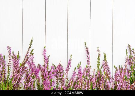 Rosa Common Heather Blumen umrandeten auf einem weißen Holzhintergrund. Platz für Text kopieren, Draufsicht. Flach liegend, selektiver Fokus Stockfoto