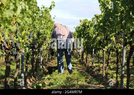 Weinlese: Handlese von Pinot Noir und Pinot Gris Trauben Stockfoto