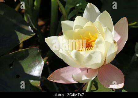 Einzelne, sehr blassgelbe Seerose, Nymphaea-Arten, Blume mit rosa äußeren Blütenblättern und von hellem Sonnenlicht mit einem dunkelgrünen Hintergrund aus Blättern beleuchtet. Stockfoto