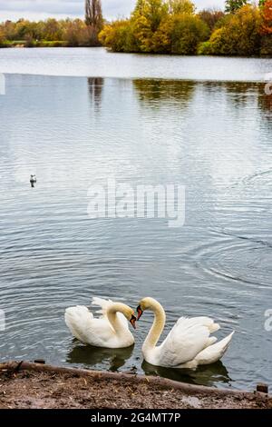 Schwäne auf den Leybourne Lakes in der Nähe von Maidstone in Kent, England Stockfoto