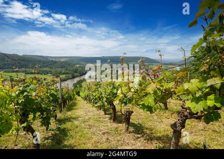 Neckartal, Blick vom Michelsberg, Gundelsheim, Baden-Württemberg, Deutschland, Europa . Stockfoto