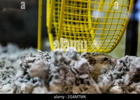 Ein Hamster blickte aus der Bettwäsche auf. Stockfoto