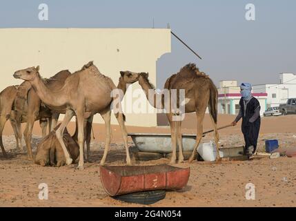 MAURETANIEN, Nouakchott, Wüste am Stadtrand, Moornomaden mit Kamelherde zum Milchverkauf / MAURETANIEN, Nuakschott, Wüste am Stadtrand, Mauren mit Kamelherde für Milchverkauf Stockfoto