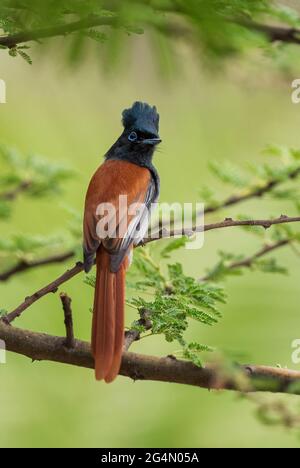 African Paradise-flycatcher - Terpsiphone viridis, schöner Langschwanz-Barschvögel aus afrikanischen Wäldern, Wäldern und Sträuchern, See Langano, Ethio Stockfoto