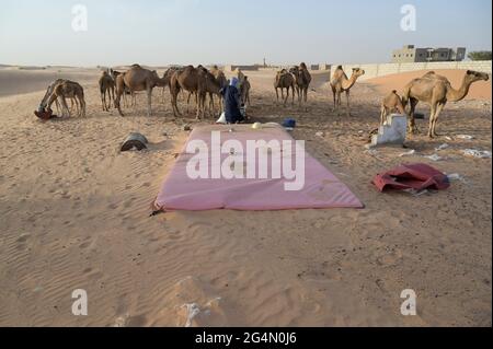 MAURETANIEN, Nouakchott, Wüste am Stadtrand, Moornomaden mit Kamelherde zum Milchverkauf, großer Wassersack / MAURETANIEN, Nuakschott, Wüste am Stadtrand, Mauren mit Kamelherde für Milchverkauf, großer Wassersack Stockfoto