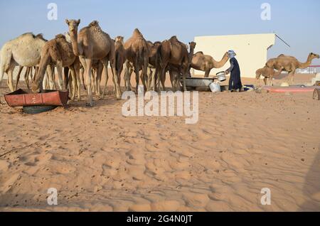 MAURETANIEN, Nouakchott, Wüste am Stadtrand, Moornomaden mit Kamelherde zum Milchverkauf / MAURETANIEN, Nuakschott, Wüste am Stadtrand, Mauren mit Kamelherde für Milchverkauf Stockfoto