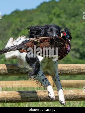 Englisch springer Spaniel springt einen Zaun mit einem Kugelfass Stockfoto