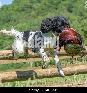 Englisch Springer Spaniel springt einen Zaun und ruft einen Phasian Stockfoto