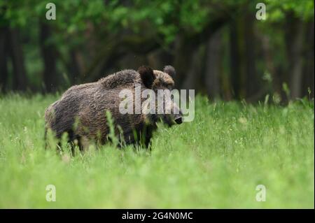 Großes Männchen Wildschwein mit Stoßzahn auf einem Waldfeld Stockfoto