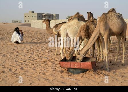 MAURETANIEN, Nouakchott, Wüste am Stadtrand, Moornomaden mit Kamelherde zum Milchverkauf / MAURETANIEN, Nuakschott, Wüste am Stadtrand, Mauren mit Kamelherde für Milchverkauf Stockfoto