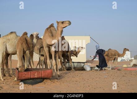 MAURETANIEN, Nouakchott, Wüste am Stadtrand, Moornomaden mit Kamelherde zum Milchverkauf / MAURETANIEN, Nuakschott, Wüste am Stadtrand, Mauren mit Kamelherde für Milchverkauf Stockfoto