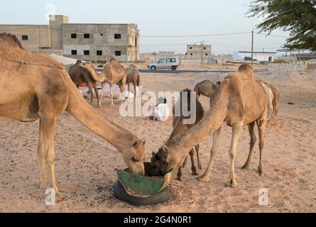 MAURETANIEN, Nouakchott, Wüste am Stadtrand, Moornomaden mit Kamelherde zum Milchverkauf / MAURETANIEN, Nuakschott, Wüste am Stadtrand, Mauren mit Kamelherde für Milchverkauf Stockfoto