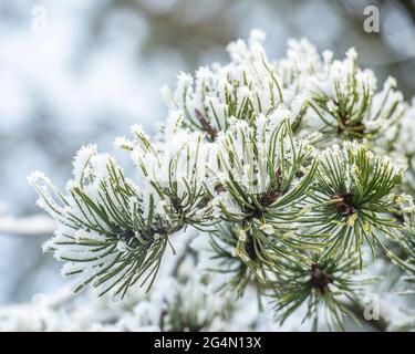 Schneebedeckte Kiefernnadeln aus nächster Nähe Stockfoto