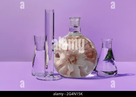 Glaskolben mit Pfingstrose auf violettem Hintergrund. Laborgeräte mit einer Spiegelung einer Blume im Inneren. Auf violettem Hintergrund, Vorderansicht. Stockfoto