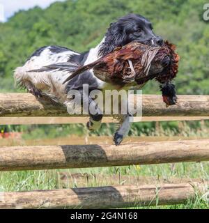 Englisch Springer Spaniel springt einen Zaun und ruft einen Phasian Stockfoto