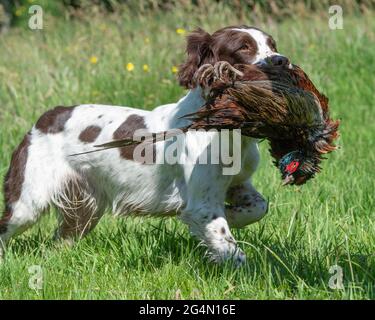 Englisch Springer Spaniel Auffinden eines Phasians Stockfoto