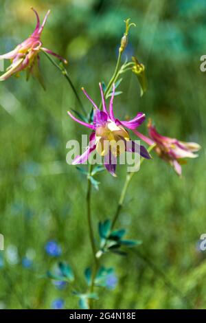 Bunte Columbines blühen in der Sommersonne Stockfoto