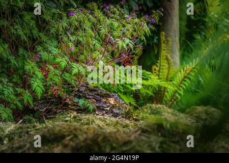 Irische Landschaft. Wilde Blumen wachsen am alten Stumpf. Stockfoto