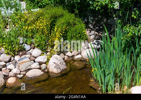 Gelbe Blüten auf Jackman Potentilla neben Stream im Botanischen Garten des Yampa River Stockfoto